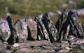 0193_kfp_k03_2656