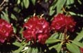 0064_kfp_k01_1447
